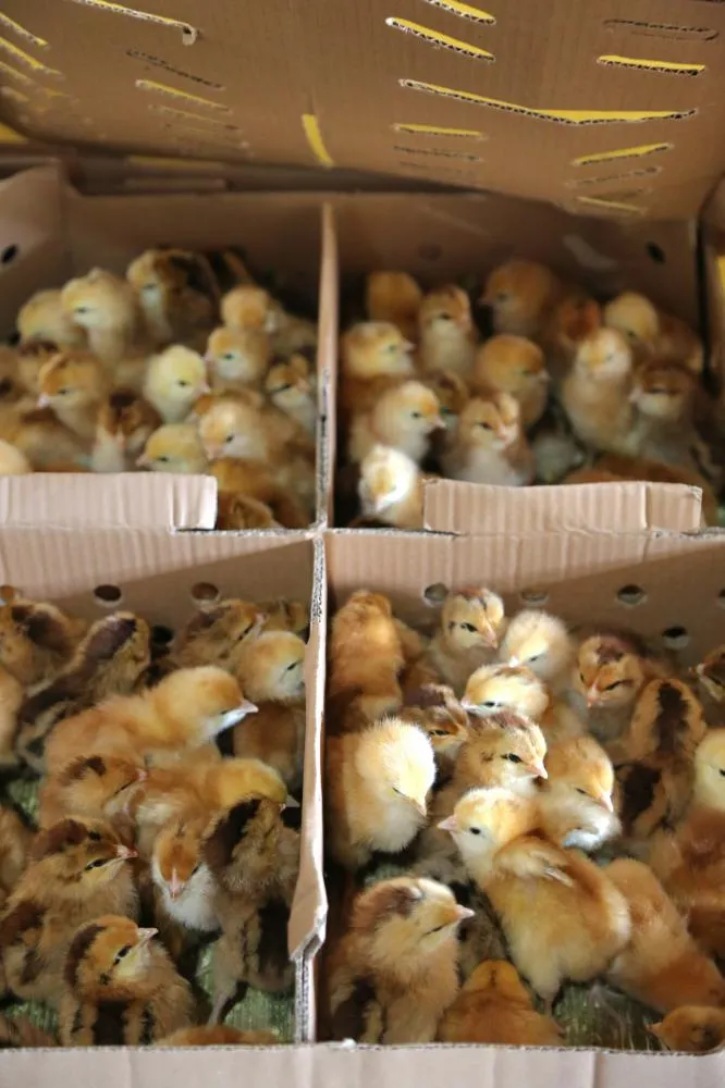 Cruz das Almas entrega kits de avicultura para fortalecer agricultura familiar