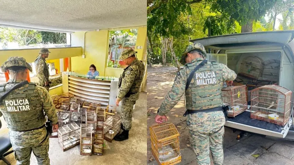 COPPA apreende 27 pássaros em operação contra crimes ambientais em Santo Amaro