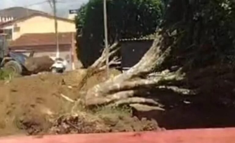 Muritiba: Prefeitura fala sobre árvores derrubadas na Praça Getúlio Vargas