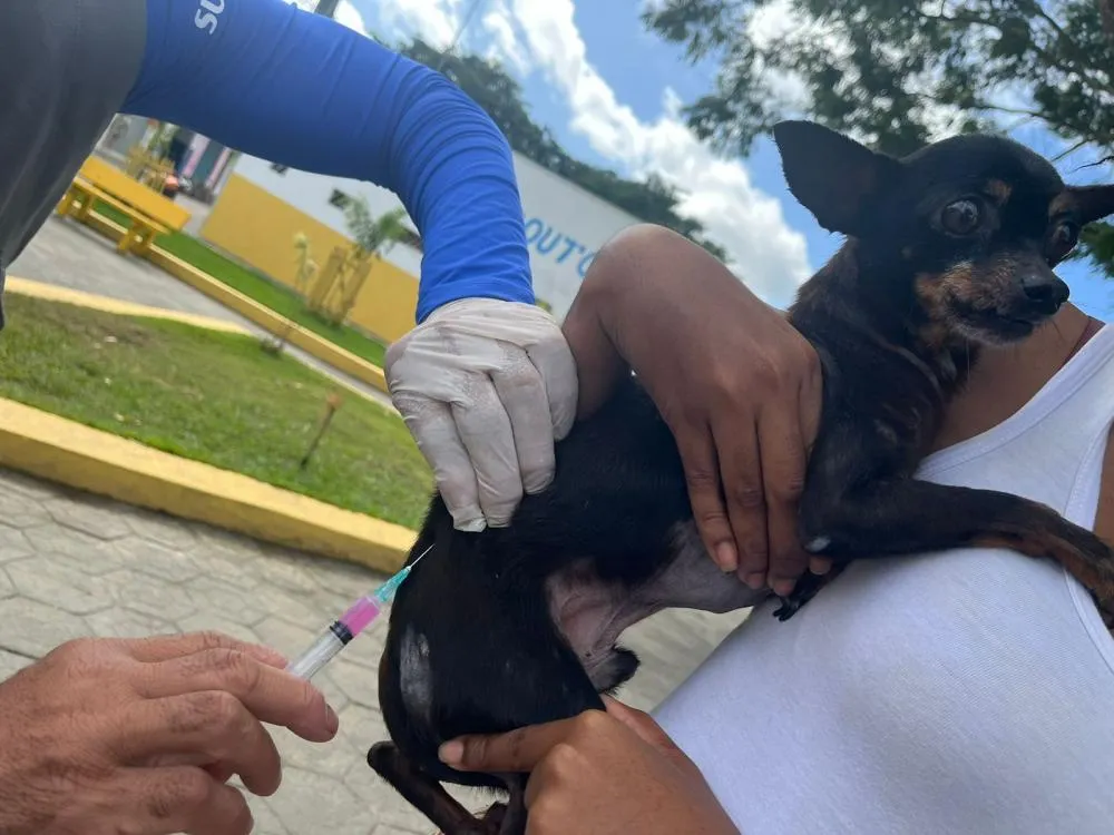 Confira os postos de saúde da Campanha de Vacinação Antirrábica nesta semana